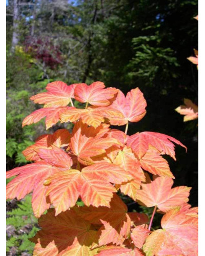 Клен псевдоплатановий / Явір Брілліантіссімум | Acer pseudoplatanus Brilliantissimum | Клён ложноплатановый / Явор Бриллиантиссимум