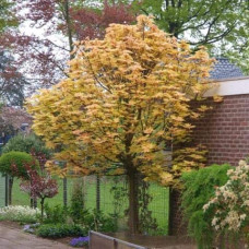 Клен псевдоплатановий / Явір Брілліантіссімум | Acer pseudoplatanus Brilliantissimum | Клён ложноплатановый / Явор Бриллиантиссимум