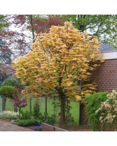 Клен псевдоплатановий / Явір Брілліантіссімум | Acer pseudoplatanus Brilliantissimum | Клён ложноплатановый / Явор Бриллиантиссимум