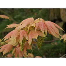 Клен псевдоплатановий / Явір Брілліантіссімум | Acer pseudoplatanus Brilliantissimum | Клён ложноплатановый / Явор Бриллиантиссимум