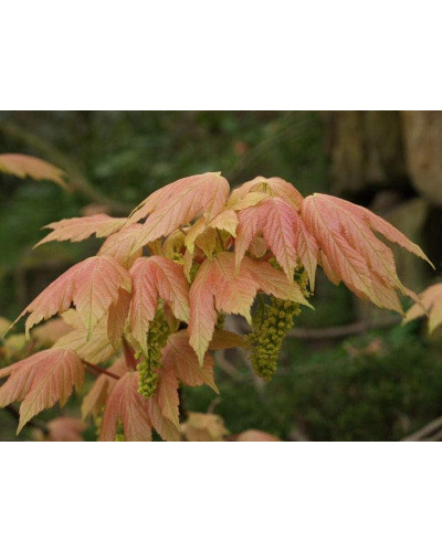 Клен псевдоплатановий / Явір Брілліантіссімум | Acer pseudoplatanus Brilliantissimum | Клён ложноплатановый / Явор Бриллиантиссимум