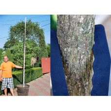 Верба козяча Кілмарнок (плакуча) на штамбі | Salix caprea Kilmarnock (рendula) on shtambe | Ива козья Килмарнок (плакучая) на штамбе