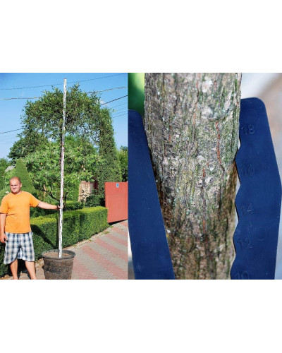 Верба козяча Кілмарнок (плакуча) на штамбі | Salix caprea Kilmarnock (рendula) on shtambe | Ива козья Килмарнок (плакучая) на штамбе