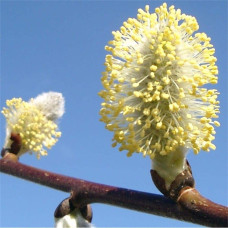 Верба козяча Кілмарнок (плакуча) на штамбі | Salix caprea Kilmarnock (рendula) on shtambe | Ива козья Килмарнок (плакучая) на штамбе