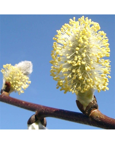 Верба козяча Кілмарнок (плакуча) на штамбі | Salix caprea Kilmarnock (рendula) on shtambe | Ива козья Килмарнок (плакучая) на штамбе
