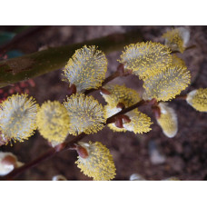 Верба козяча Кілмарнок (плакуча) на штамбі | Salix caprea Kilmarnock (рendula) on shtambe | Ива козья Килмарнок (плакучая) на штамбе