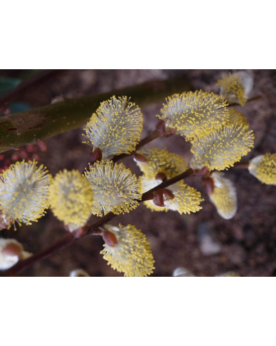 Верба козяча Кілмарнок (плакуча) на штамбі | Salix caprea Kilmarnock (рendula) on shtambe | Ива козья Килмарнок (плакучая) на штамбе