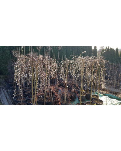 Верба козяча Кілмарнок (плакуча) на штамбі | Salix caprea Kilmarnock (рendula) on shtambe | Ива козья Килмарнок (плакучая) на штамбе