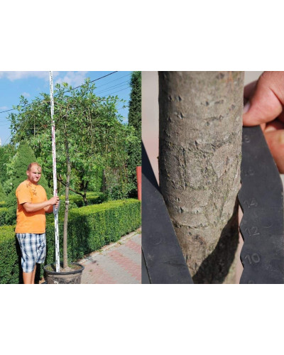 Верба козяча Кілмарнок (плакуча) на штамбі | Salix caprea Kilmarnock (рendula) on shtambe | Ива козья Килмарнок (плакучая) на штамбе