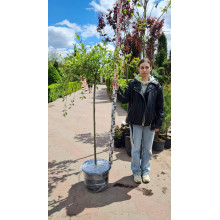 Верба козяча Кілмарнок (плакуча) на штамбі | Salix caprea Kilmarnock (рendula) on shtambe | Ива козья Килмарнок (плакучая) на штамбе