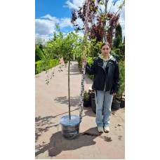 Верба козяча Кілмарнок (плакуча) на штамбі | Salix caprea Kilmarnock (рendula) on shtambe | Ива козья Килмарнок (плакучая) на штамбе
