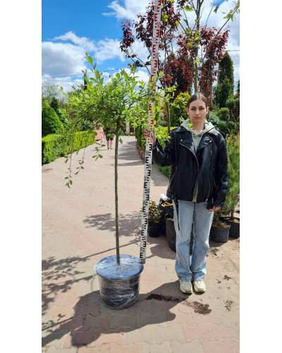 Верба козяча Кілмарнок (плакуча) на штамбі | Salix caprea Kilmarnock (рendula) on shtambe | Ива козья Килмарнок (плакучая) на штамбе