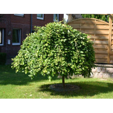 Верба козяча Кілмарнок (плакуча) на штамбі | Salix caprea Kilmarnock (рendula) on shtambe | Ива козья Килмарнок (плакучая) на штамбе