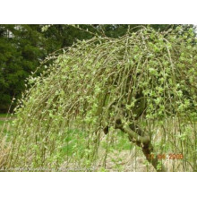 Верба козяча Кілмарнок (плакуча) на штамбі | Salix caprea Kilmarnock (рendula) on shtambe | Ива козья Килмарнок (плакучая) на штамбе