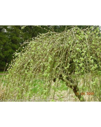 Верба козяча Кілмарнок (плакуча) на штамбі | Salix caprea Kilmarnock (рendula) on shtambe | Ива козья Килмарнок (плакучая) на штамбе