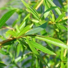 Верба козяча Кілмарнок (плакуча) на штамбі | Salix caprea Kilmarnock (рendula) on shtambe | Ива козья Килмарнок (плакучая) на штамбе