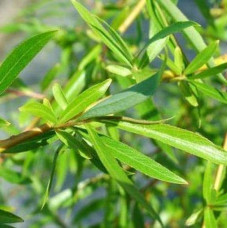 Верба козяча Кілмарнок (плакуча) на штамбі | Salix caprea Kilmarnock (рendula) on shtambe | Ива козья Килмарнок (плакучая) на штамбе