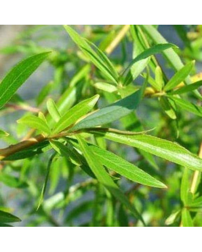 Верба козяча Кілмарнок (плакуча) на штамбі | Salix caprea Kilmarnock (рendula) on shtambe | Ива козья Килмарнок (плакучая) на штамбе