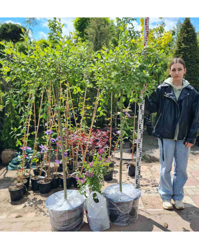 Верба козяча Кілмарнок (плакуча) на штамбі | Salix caprea Kilmarnock (рendula) on shtambe | Ива козья Килмарнок (плакучая) на штамбе