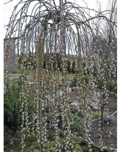 Верба козяча Кілмарнок (плакуча) на штамбі | Salix caprea Kilmarnock (рendula) on shtambe | Ива козья Килмарнок (плакучая) на штамбе