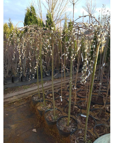 Верба козяча Кілмарнок (плакуча) на штамбі | Salix caprea Kilmarnock (рendula) on shtambe | Ива козья Килмарнок (плакучая) на штамбе