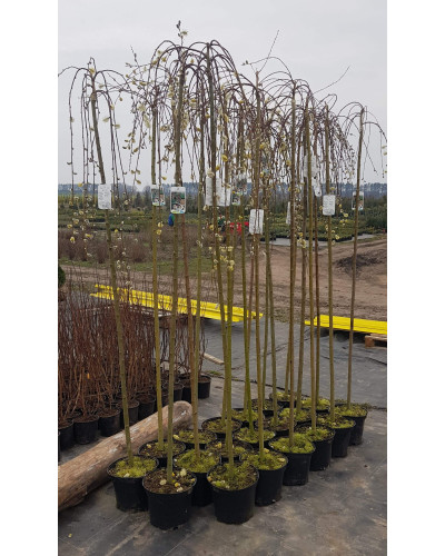 Верба козяча Кілмарнок (плакуча) на штамбі | Salix caprea Kilmarnock (рendula) on shtambe | Ива козья Килмарнок (плакучая) на штамбе