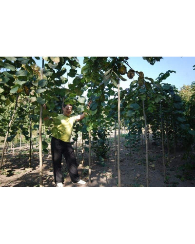 В`яз / ільм / берест плакучий Кампердауні | Ulmus glabra Camperdownii | Вяз / ильм / берест плакучий Кампердауни