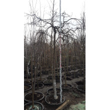 В`яз / ільм / берест плакучий Кампердауні | Ulmus glabra Camperdownii | Вяз / ильм / берест плакучий Кампердауни