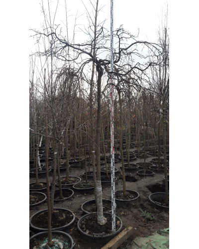 В`яз / ільм / берест плакучий Кампердауні | Ulmus glabra Camperdownii | Вяз / ильм / берест плакучий Кампердауни