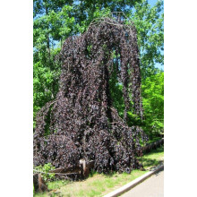 Бук лісовий Пурпуреа Пендула | Fagus sylvatica Purpurea Pendula | Бук лесной Пурпуреа Пендула