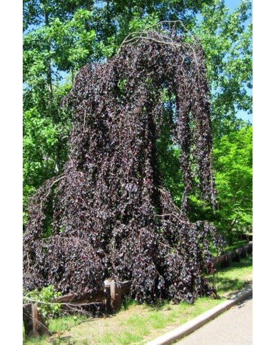 Бук лісовий Пурпуреа Пендула | Fagus sylvatica Purpurea Pendula | Бук лесной Пурпуреа Пендула
