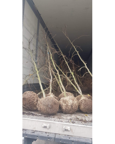 Бук лісовий Пурпуреа Пендула | Fagus sylvatica Purpurea Pendula | Бук лесной Пурпуреа Пендула