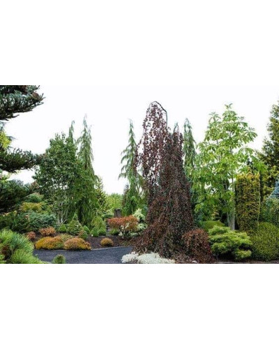 Бук лісовий Пурпуреа Пендула | Fagus sylvatica Purpurea Pendula | Бук лесной Пурпуреа Пендула