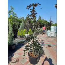Бук лісовий Пурпуреа Пендула | Fagus sylvatica Purpurea Pendula | Бук лесной Пурпуреа Пендула