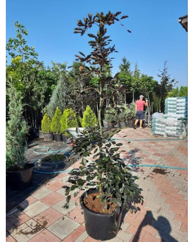 Бук лісовий Пурпуреа Пендула | Fagus sylvatica Purpurea Pendula | Бук лесной Пурпуреа Пендула