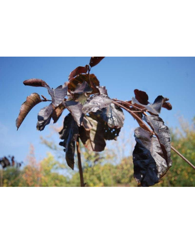 Бук лісовий Пурпуреа Пендула | Fagus sylvatica Purpurea Pendula | Бук лесной Пурпуреа Пендула