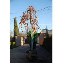 Бук лісовий Пурпуреа Пендула | Fagus sylvatica Purpurea Pendula | Бук лесной Пурпуреа Пендула