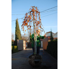 Бук лісовий Пурпуреа Пендула | Fagus sylvatica Purpurea Pendula | Бук лесной Пурпуреа Пендула