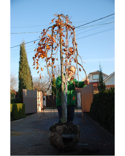 Бук лісовий Пурпуреа Пендула | Fagus sylvatica Purpurea Pendula | Бук лесной Пурпуреа Пендула