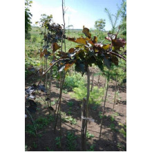 Бук лісовий Пурпуреа Пендула | Fagus sylvatica Purpurea Pendula | Бук лесной Пурпуреа Пендула
