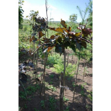 Бук лісовий Пурпуреа Пендула | Fagus sylvatica Purpurea Pendula | Бук лесной Пурпуреа Пендула