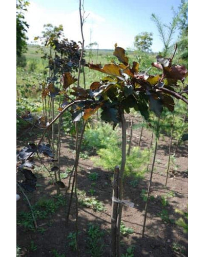 Бук лісовий Пурпуреа Пендула | Fagus sylvatica Purpurea Pendula | Бук лесной Пурпуреа Пендула