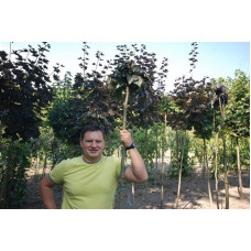 Бук лісовий Пурпуреа Пендула | Fagus sylvatica Purpurea Pendula | Бук лесной Пурпуреа Пендула