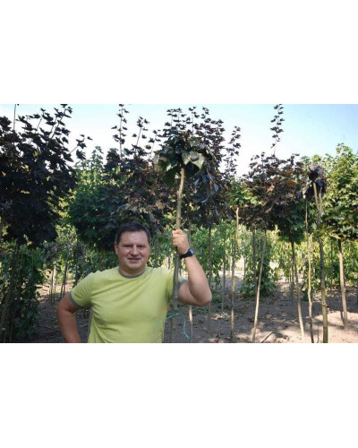 Бук лісовий Пурпуреа Пендула | Fagus sylvatica Purpurea Pendula | Бук лесной Пурпуреа Пендула