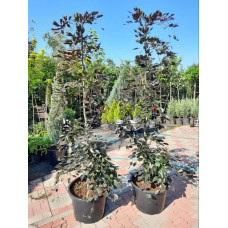 Бук лісовий Пурпуреа Пендула | Fagus sylvatica Purpurea Pendula | Бук лесной Пурпуреа Пендула