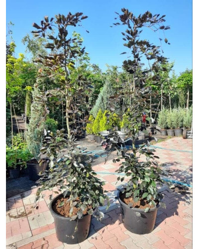 Бук лісовий Пурпуреа Пендула | Fagus sylvatica Purpurea Pendula | Бук лесной Пурпуреа Пендула