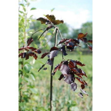 Бук лісовий Пурпуреа Пендула | Fagus sylvatica Purpurea Pendula | Бук лесной Пурпуреа Пендула