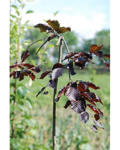 Бук лісовий Пурпуреа Пендула | Fagus sylvatica Purpurea Pendula | Бук лесной Пурпуреа Пендула