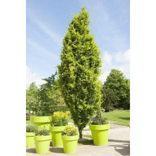 Бук лісовий Девік Голд | Fagus sylvatica Dawyck Gold | Бук лесной Дэвик Голд