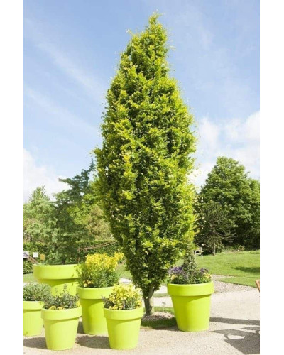 Бук лісовий Девік Голд | Fagus sylvatica Dawyck Gold | Бук лесной Дэвик Голд